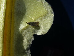 Dichomeris punctipennella