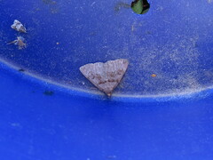 Zanclognatha laevigata