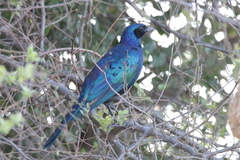 Lamprotornis australis