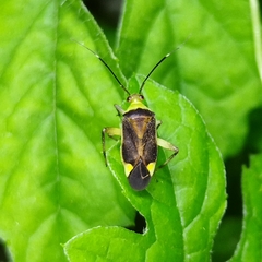 Notholopus