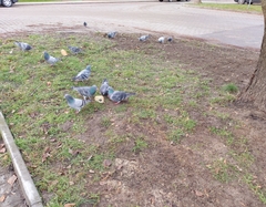 Columba livia domestica