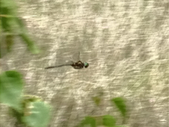 Somatochlora arctica