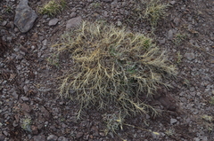Astragalus sempervirens