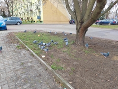 Columba livia domestica