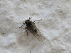Laodelphax striatella