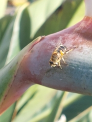 Eristalis similis