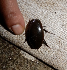 Hydrophilus