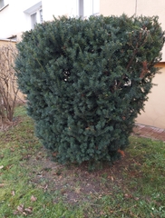 Taxus baccata
