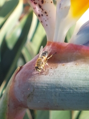 Eristalis similis