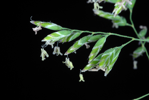 Poa pratensis
