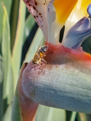 Eristalis similis