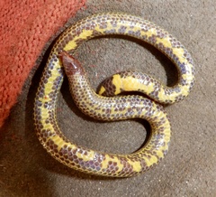 Uropeltis