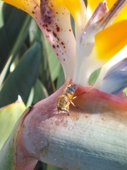 Eristalis similis
