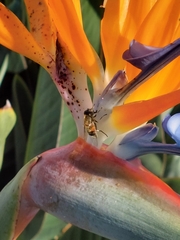 Eristalis similis