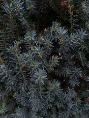 Taxus baccata