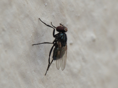Hydrotaea