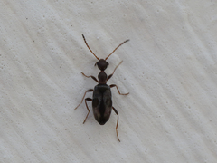 Microhoria