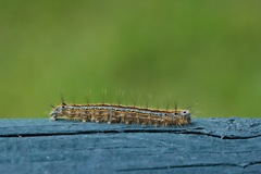 Malacosoma neustria