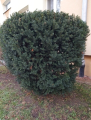 Taxus baccata