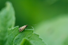 Nemophora ochsenheimerella