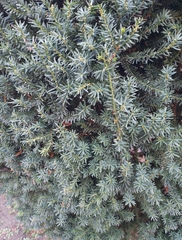 Taxus baccata