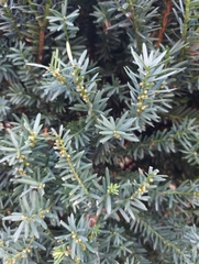 Taxus baccata