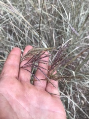 Bothriochloa bladhii