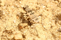 Cicindela nahuelbutae