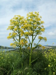 Ferula communis