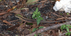 Ameiva ameiva