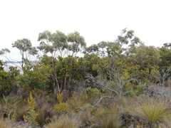 Eucalyptus cornuta