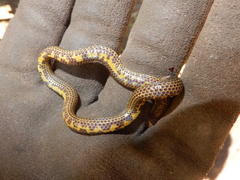 Uropeltis