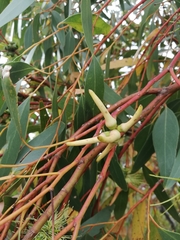 Eucalyptus cornuta