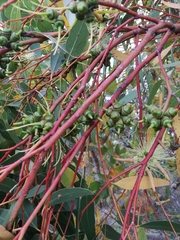 Eucalyptus cornuta