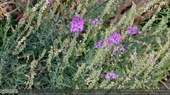 Linaria purpurea