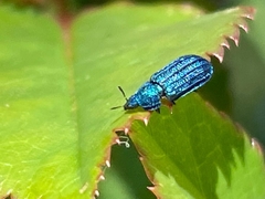 Melyris