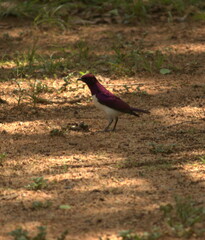 Cinnyricinclus leucogaster