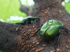 Pseudotorynorrhina japonica