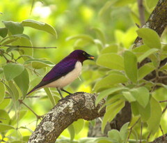 Cinnyricinclus leucogaster