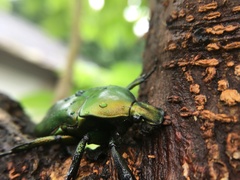 Pseudotorynorrhina japonica