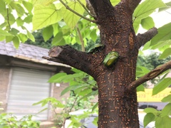 Pseudotorynorrhina japonica