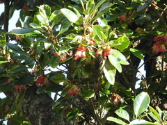 Tamiops maritimus hainanus