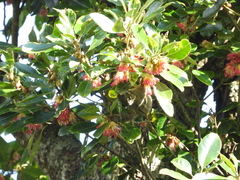 Tamiops maritimus hainanus