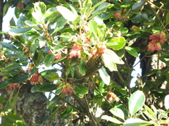 Tamiops maritimus hainanus