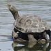 Mediterranean Turtle - Photo (c) Karim Haddad, some rights reserved (CC BY), uploaded by Karim Haddad