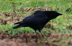 Corvus corone