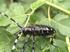 Anoplophora chinensis
