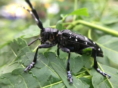 Anoplophora chinensis