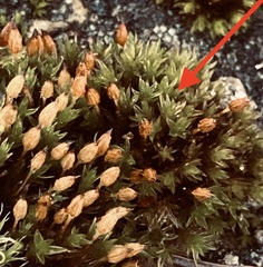 Orthotrichum anomalum