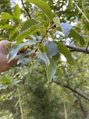 Aristotelia chilensis